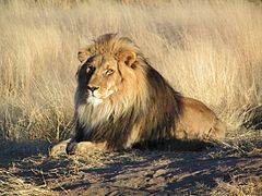 articoli/679/Lion_waiting_in_Namibia.jpg